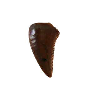 Genuine Triassic Age Coelophysis Dinosaur Tooth Fossil for Sale From New Mexico #77