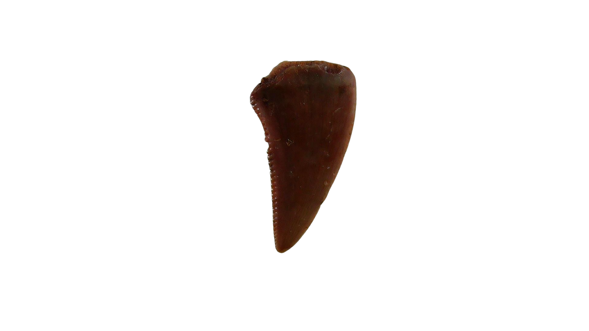 New Mexico Triassic Age Coelophysis Dinosaur Tooth for Sale 77a | Fossils for Sale Genuine Triassic Age Coelophysis Dinosaur Tooth Fossil for Sale From New Mexico #77a