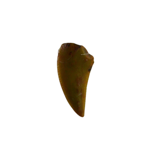 Genuine Triassic Age Coelophysis Dinosaur Tooth Fossil for Sale From New Mexico #80