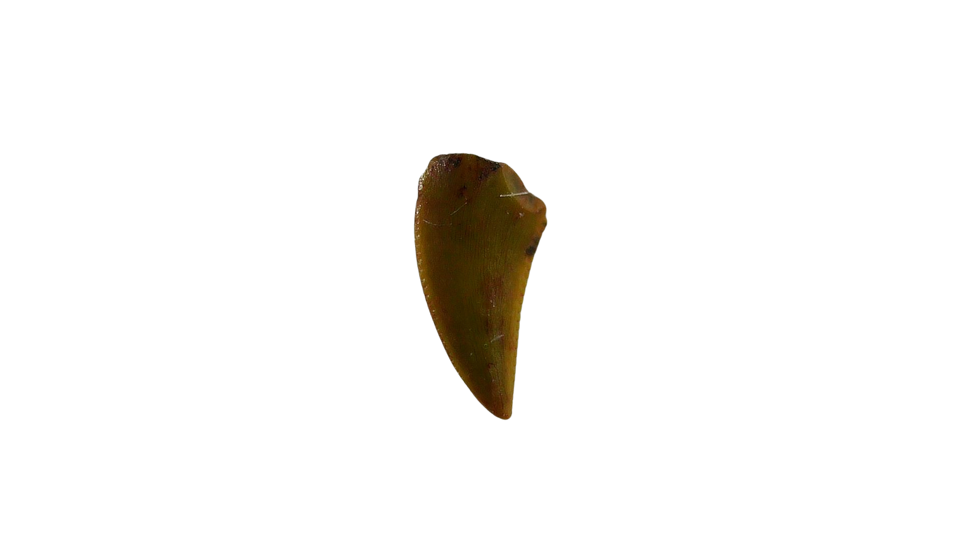 New Mexico Triassic Age Coelophysis Dinosaur Tooth for Sale 80 | Fossils for Sale Genuine Triassic Age Coelophysis Dinosaur Tooth Fossil for Sale From New Mexico #80