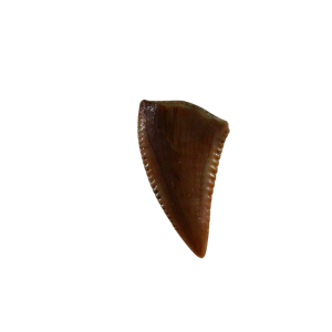 New Mexico Triassic Age Coelophysis Dinosaur Tooth for Sale 81 | Fossils for Sale Genuine Triassic Age Coelophysis Dinosaur Tooth Fossil for Sale From New Mexico #81