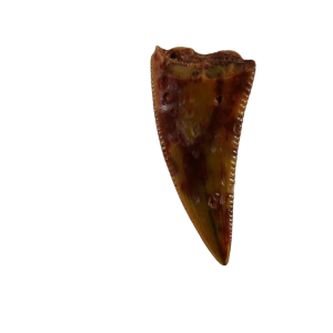 New Mexico Triassic Age Coelophysis Dinosaur Tooth for Sale 83a | Fossils for Sale Genuine Triassic Age Coelophysis Dinosaur Tooth Fossil for Sale From New Mexico #83a