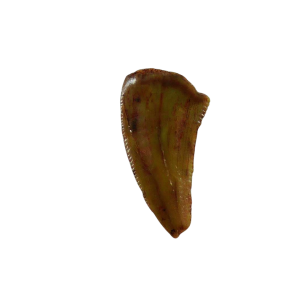 New Mexico Triassic Age Coelophysis Dinosaur Tooth for Sale 85 | Fossils for Sale Genuine Triassic Age Coelophysis Dinosaur Tooth Fossil for Sale From New Mexico #85