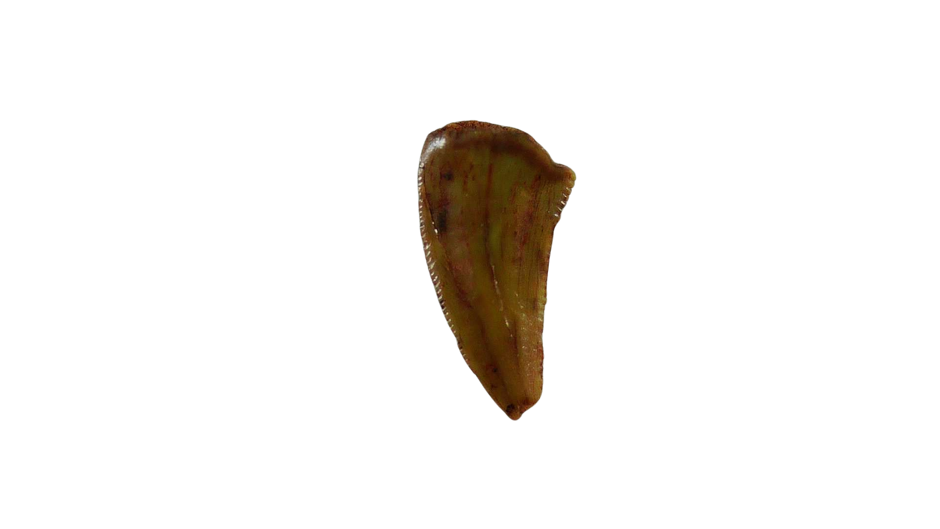 New Mexico Triassic Age Coelophysis Dinosaur Tooth for Sale 85 | Fossils for Sale Genuine Triassic Age Coelophysis Dinosaur Tooth Fossil for Sale From New Mexico #85
