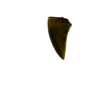 New Mexico Triassic Age Coelophysis Dinosaur Tooth for Sale 86a | Fossils for Sale Genuine Triassic Age Coelophysis Dinosaur Tooth Fossil for Sale From New Mexico #86a