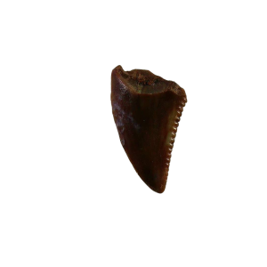 New Mexico Triassic Age Coelophysis Dinosaur Tooth for Sale 87 | Fossils for Sale Genuine Triassic Age Coelophysis Dinosaur Tooth Fossil for Sale From New Mexico #87