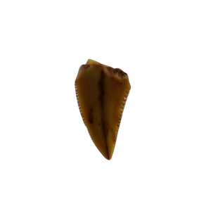 New Mexico Triassic Age Coelophysis Dinosaur Tooth for Sale 88 | Fossils for Sale Genuine Triassic Age Coelophysis Dinosaur Tooth Fossil for Sale From New Mexico #88