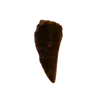 New Mexico Triassic Age Coelophysis Dinosaur Tooth for Sale 89 | Fossils for Sale Genuine Triassic Age Coelophysis Dinosaur Tooth Fossil for Sale From New Mexico #89