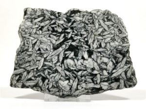 | Fossils for Sale Pinolith