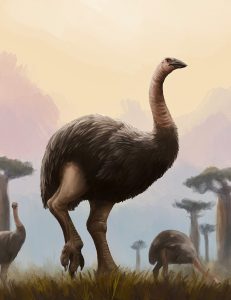 By Brianj996b - Own work, CC BY 4.0, https://commons.wikimedia.org/w/index.php?curid=177901705 | Fossils for Sale Elephant Bird