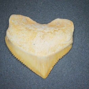 Genuine Cretaceous to Eocene Age Squalicorax pristodontus Crow Shark Tooth Fossil for Sale from Morocco #1