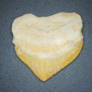 Genuine Cretaceous to Eocene Age Squalicorax pristodontus Crow Shark Tooth Fossil for Sale from Morocco #10