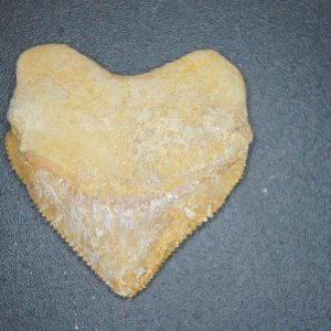 Genuine Cretaceous to Eocene Age Squalicorax pristodontus Crow Shark Tooth Fossil for Sale from Morocco #11