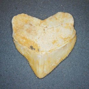 Genuine Cretaceous to Eocene Age Squalicorax pristodontus Crow Shark Tooth Fossil for Sale from Morocco #12