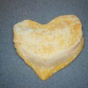 Genuine Cretaceous to Eocene Age Squalicorax pristodontus Crow Shark Tooth Fossil for Sale from Morocco #13