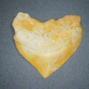 Genuine Cretaceous to Eocene Age Squalicorax pristodontus Crow Shark Tooth Fossil for Sale from Morocco #14