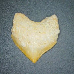 Genuine Cretaceous to Eocene Age Squalicorax pristodontus Crow Shark Tooth Fossil for Sale from Morocco #15