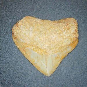 Genuine Cretaceous to Eocene Age Squalicorax pristodontus Crow Shark Tooth Fossil for Sale from Morocco #16