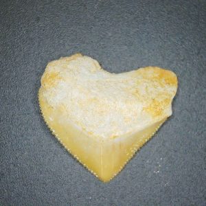 Genuine Cretaceous to Eocene Age Squalicorax pristodontus Crow Shark Tooth Fossil for Sale from Morocco #17