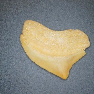 Genuine Cretaceous to Eocene Age Squalicorax pristodontus Crow Shark Tooth Fossil for Sale from Morocco #18