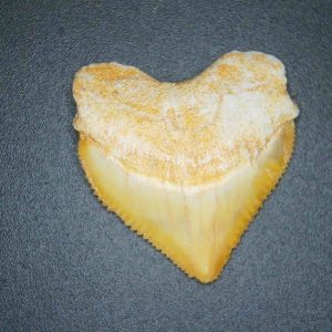 Genuine Cretaceous to Eocene Age Squalicorax pristodontus Crow Shark Tooth Fossil for Sale from Morocco #2