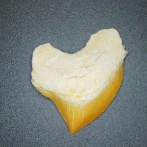 Genuine Cretaceous to Eocene Age Squalicorax pristodontus Crow Shark Tooth Fossil for Sale from Morocco #20