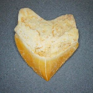 Genuine Cretaceous to Eocene Age Squalicorax pristodontus Crow Shark Tooth Fossil for Sale from Morocco #21