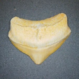 Genuine Cretaceous to Eocene Age Squalicorax pristodontus Crow Shark Tooth Fossil for Sale from Morocco #22