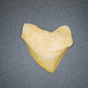 Genuine Cretaceous to Eocene Age Squalicorax pristodontus Crow Shark Tooth Fossil for Sale from Morocco #23