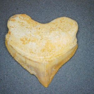 Genuine Cretaceous to Eocene Age Squalicorax pristodontus Crow Shark Tooth Fossil for Sale from Morocco #24