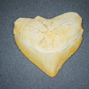 Genuine Cretaceous to Eocene Age Squalicorax pristodontus Crow Shark Tooth Fossil for Sale from Morocco #3