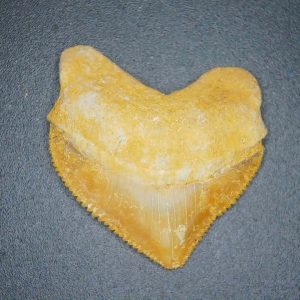 Genuine Cretaceous to Eocene Age Squalicorax pristodontus Crow Shark Tooth Fossil for Sale from Morocco #4