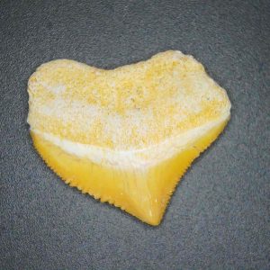 Genuine Cretaceous to Eocene Age Squalicorax pristodontus Crow Shark Tooth Fossil for Sale from Morocco #5