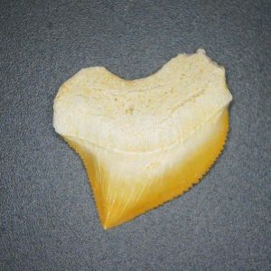 Genuine Cretaceous to Eocene Age Squalicorax pristodontus Crow Shark Tooth Fossil for Sale from Morocco #6