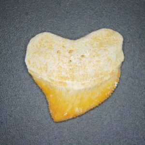 Genuine Cretaceous to Eocene Age Squalicorax pristodontus Crow Shark Tooth Fossil for Sale from Morocco #7