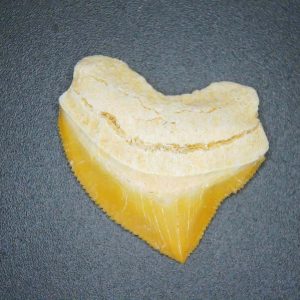 Genuine Cretaceous to Eocene Age Squalicorax pristodontus Crow Shark Tooth Fossil for Sale from Morocco #8