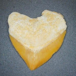 Genuine Cretaceous to Eocene Age Squalicorax pristodontus Crow Shark Tooth Fossil for Sale from Morocco #9