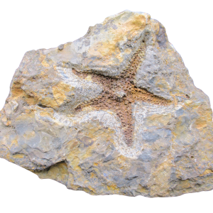 Devonian Age Petraster Starfish from Morocco 52 | Fossils for Sale