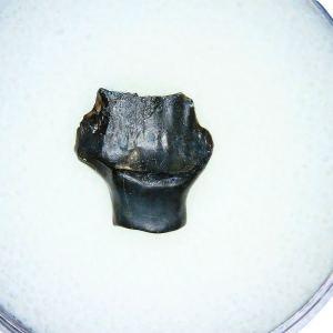 Edmontonia Nodosaurus Dinosaur Tooth from Judith River #1