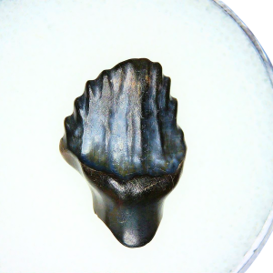 Edmontonia Nodosaurus Dinosaur Tooth from Judith River #2