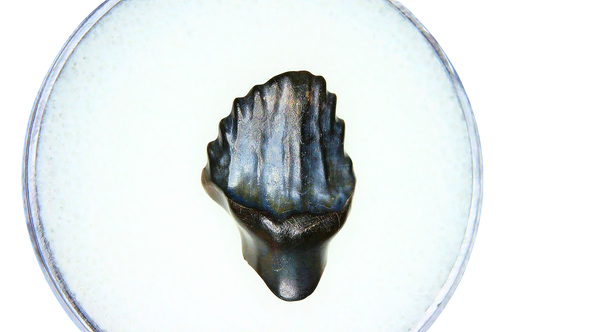 Edmontonia Nodosaur Dinosaur Tooth Judith River Montana 2 | Fossils for Sale