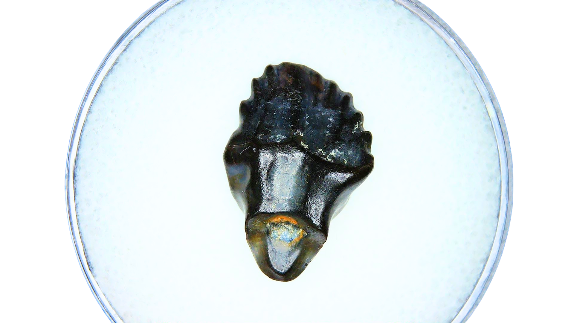 Edmontonia Nodosaur Dinosaur Tooth Judith River Montana 2a | Fossils for Sale