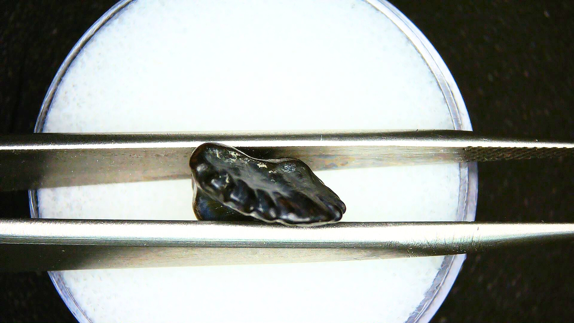 Edmontonia Nodosaur Dinosaur Tooth Judith River Montana 2b | Fossils for Sale