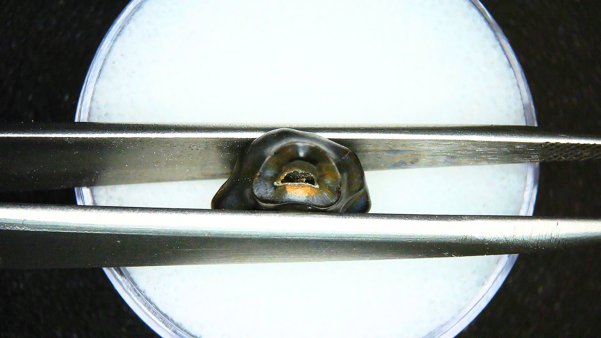 Edmontonia Nodosaur Dinosaur Tooth Judith River Montana 2c | Fossils for Sale