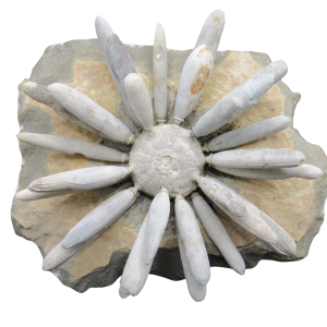 Jurassic Club Urchin - Asterocidaris bistriata from Morocco #20