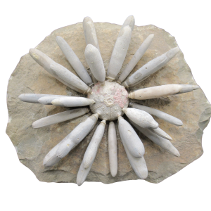 Jurassic Club Urchin - Asterocidaris bistriata from Morocco #21