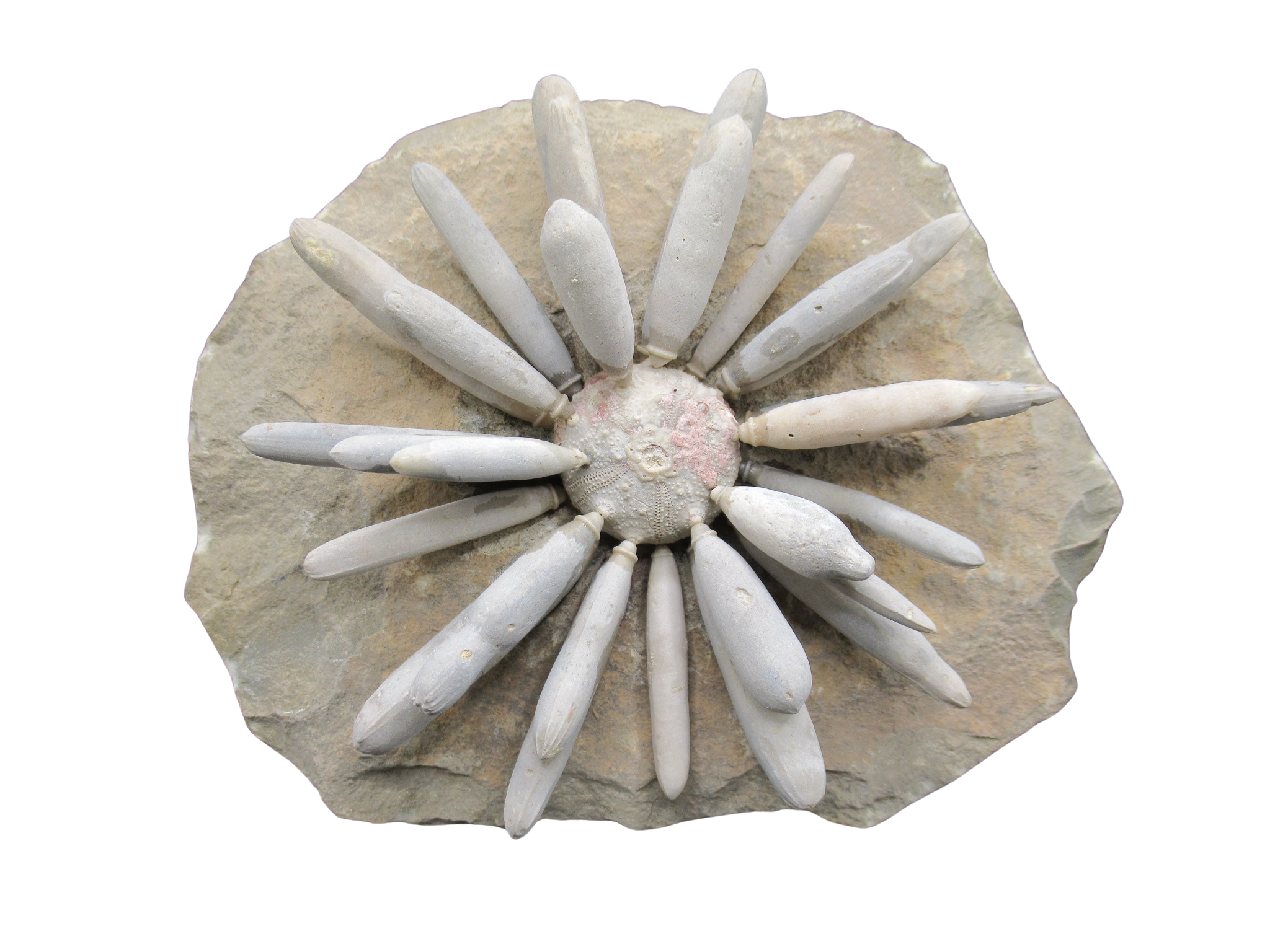 Morocco Jurassic Asterocidaris bistriata Club Urchin 21 | Fossils for Sale