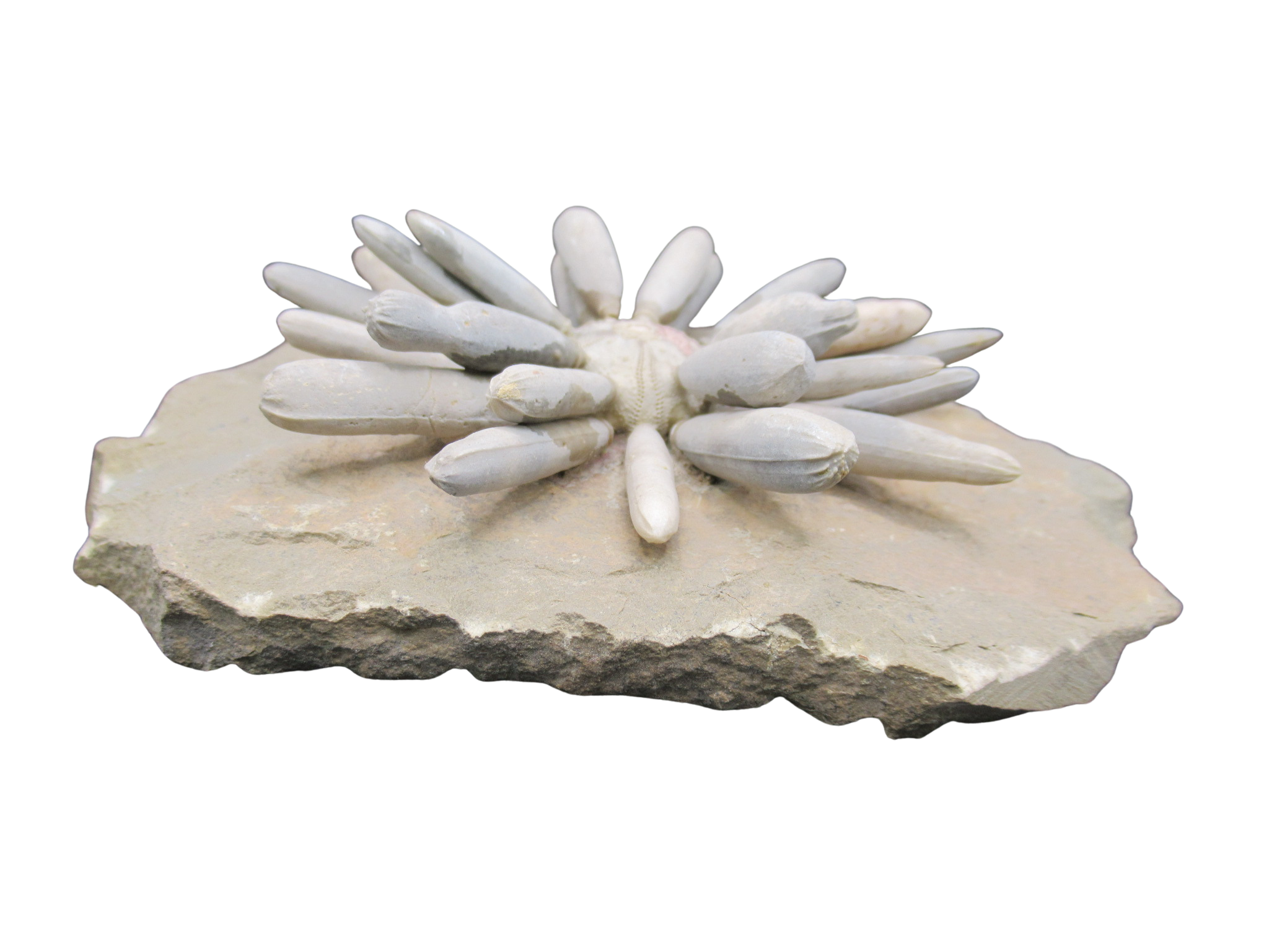 Morocco Jurassic Asterocidaris bistriata Club Urchin 21a | Fossils for Sale