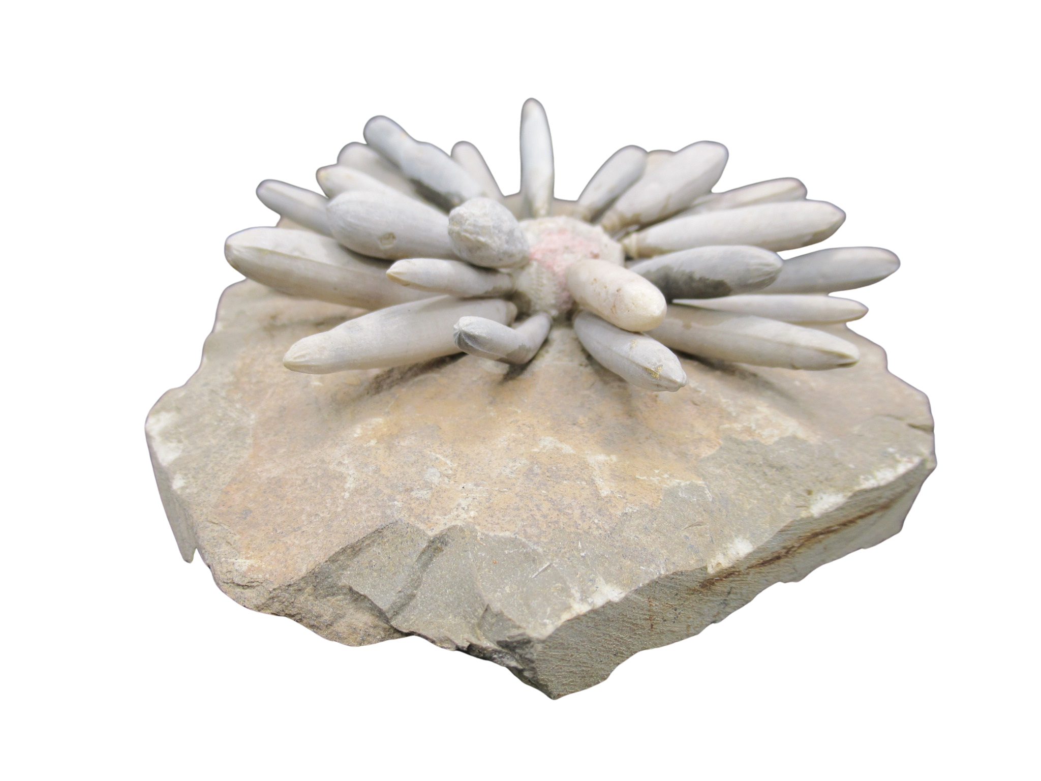Morocco Jurassic Asterocidaris bistriata Club Urchin 21b | Fossils for Sale