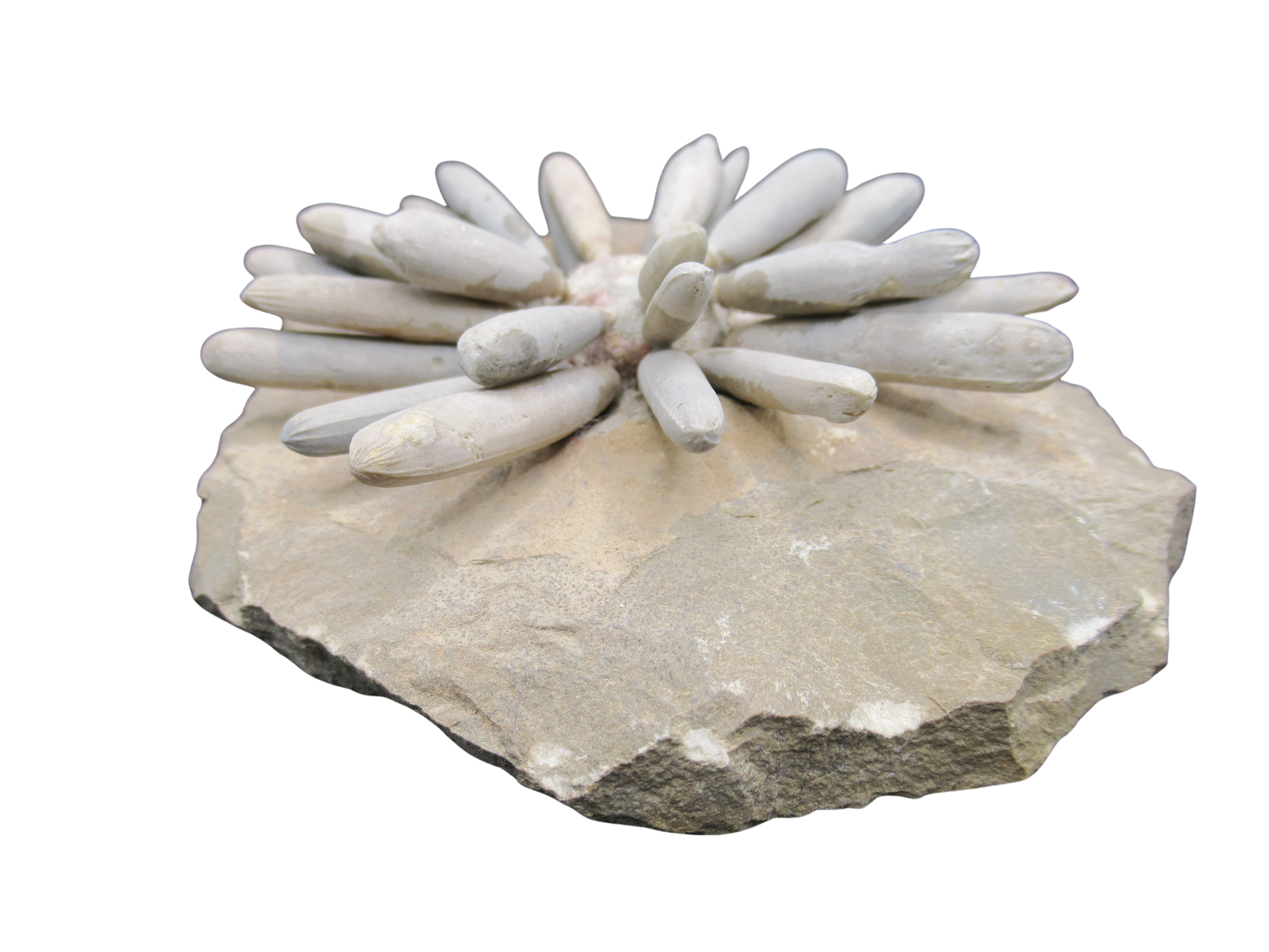 Morocco Jurassic Asterocidaris bistriata Club Urchin 21d | Fossils for Sale